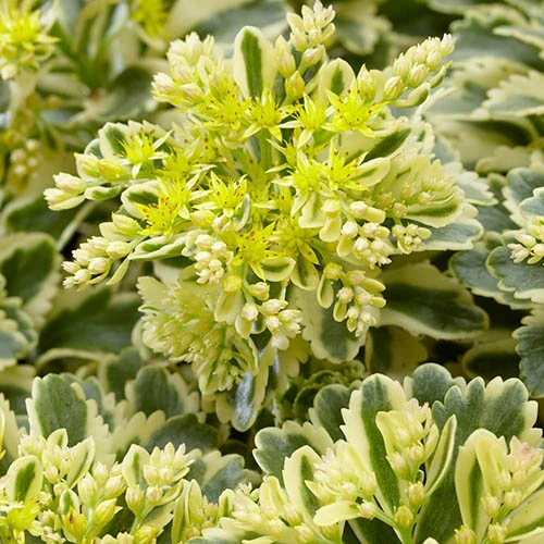 Sedum Takesimense 'Atlantis' Stonecrop 6 Sedum Takesimense 'Atlantis' Stonecrop - Image 4