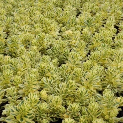 Sedum Takesimense 'Atlantis' Stonecrop 16 Sedum Takesimense 'Atlantis' Stonecrop -OWL Plant Shop 560609 5