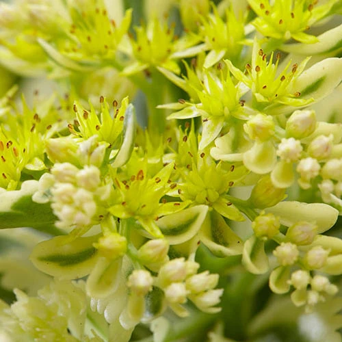 Sedum Takesimense 'Atlantis' Stonecrop 9 Sedum Takesimense 'Atlantis' Stonecrop - Image 7