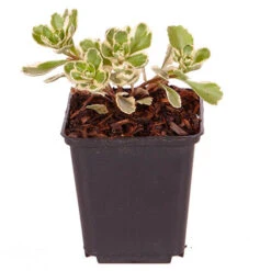 Sedum Takesimense 'Atlantis' Stonecrop 19 Sedum Takesimense 'Atlantis' Stonecrop -OWL Plant Shop 560609 8