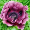 Oriental Poppy 'Patty's Plum' 1 Oriental Poppy 'Patty's Plum' -OWL Plant Shop 560644