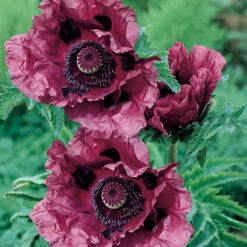 Oriental Poppy 'Patty's Plum' 7 Oriental Poppy 'Patty's Plum' -OWL Plant Shop 560644 2