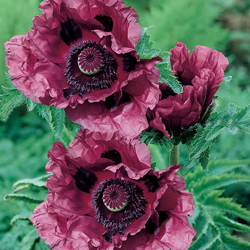 Oriental Poppy 'Patty's Plum' 5 Oriental Poppy 'Patty's Plum' - Image 3
