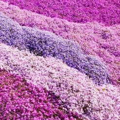 Creeping Moss Phlox Subulata Collection