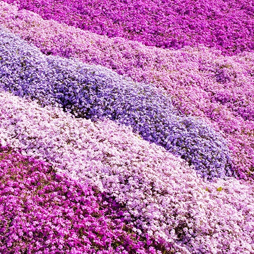 Creeping Moss Phlox Subulata Collection 3 Creeping Moss Phlox Subulata Collection