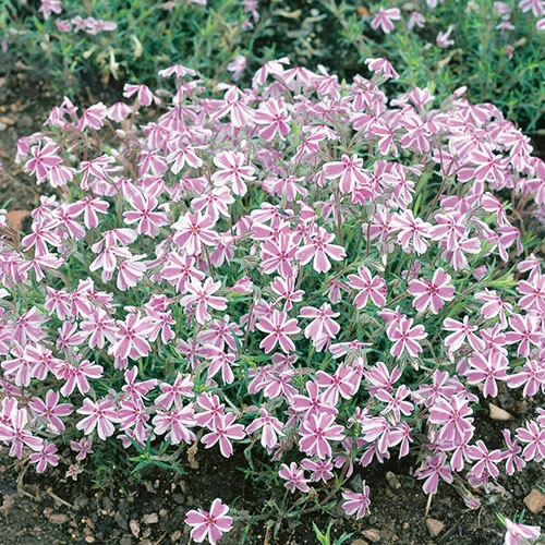 Creeping Moss Phlox Subulata Collection 5 Creeping Moss Phlox Subulata Collection - Image 3