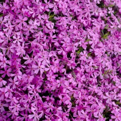 Creeping Moss Phlox Subulata Collection 12 Creeping Moss Phlox Subulata Collection -OWL Plant Shop 560712 4