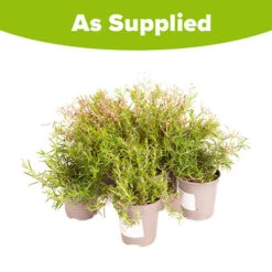 Creeping Moss Phlox Subulata Collection 13 Creeping Moss Phlox Subulata Collection -OWL Plant Shop 560712 5