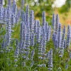 Agastache 'Blue Fortune' 2 Agastache 'Blue Fortune' -OWL Plant Shop 560763
