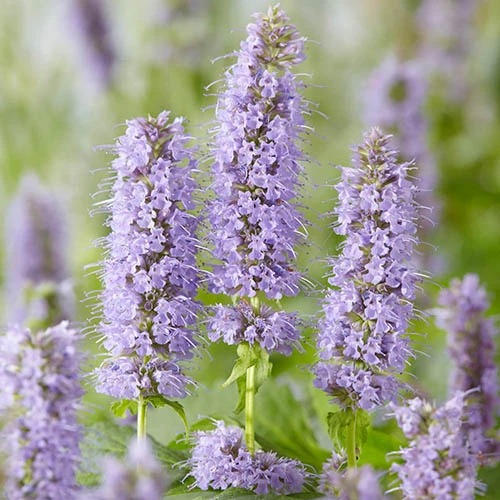 Agastache 'Blue Fortune' 4 Agastache 'Blue Fortune' - Image 2