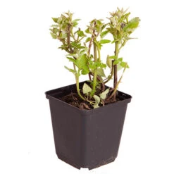 Agastache 'Blue Fortune' 7 Agastache 'Blue Fortune' -OWL Plant Shop 560763 2