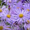 Aster Frikartii Footki 'Monch' 1 Aster Frikartii Footki 'Monch' -OWL Plant Shop 560772