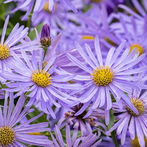 Aster Frikartii Footki 'Monch' 3 Aster Frikartii Footki 'Monch'