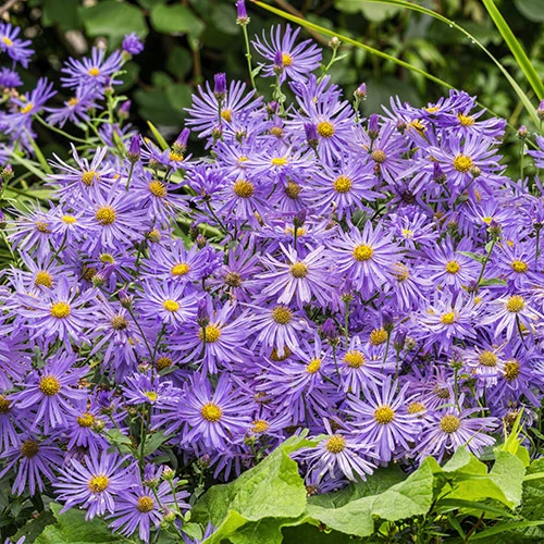 Aster Frikartii Footki 'Monch' 4 Aster Frikartii Footki 'Monch' - Image 2