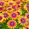 Osteospurmum 'Purple Sun' 2 Osteospurmum 'Purple Sun' -OWL Plant Shop 560812