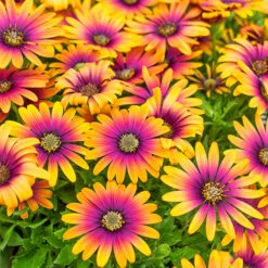 Osteospurmum 'Purple Sun'