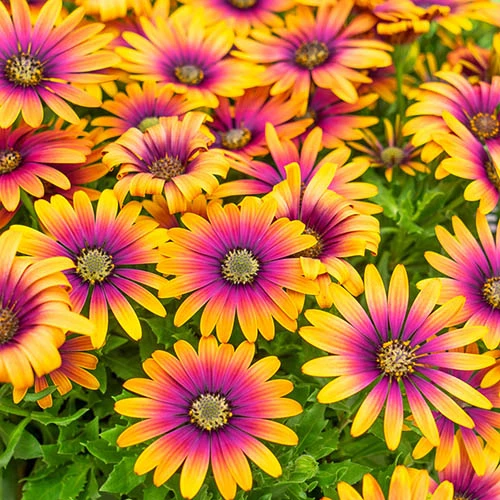 Osteospurmum 'Purple Sun' 3 Osteospurmum 'Purple Sun'