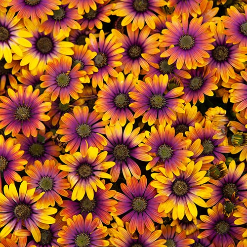 Osteospurmum 'Purple Sun' 8 Osteospurmum 'Purple Sun' - Image 6