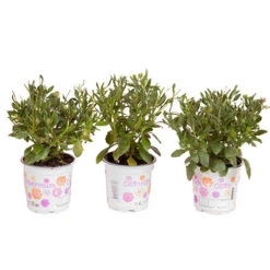 Osteospurmum 'Purple Sun' 15 Osteospurmum 'Purple Sun' -OWL Plant Shop 560812 6