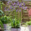 Agapanthus 'Poppin Purple' 2 Agapanthus 'Poppin Purple' -OWL Plant Shop 560829