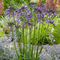 Agapanthus 'Poppin Purple' 12 Agapanthus 'Poppin Purple' -OWL Plant Shop 560829 3