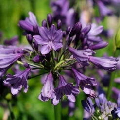 Agapanthus 'Poppin Purple' 14 Agapanthus 'Poppin Purple' -OWL Plant Shop 560829 5