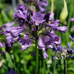 Agapanthus 'Poppin Purple' 15 Agapanthus 'Poppin Purple' -OWL Plant Shop 560829 6