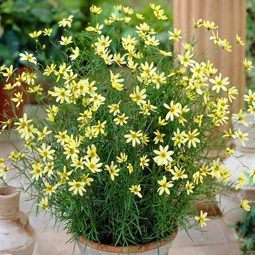 Coreopsis Verticillata 'Moonbeam' 4 Coreopsis Verticillata 'Moonbeam' - Image 2