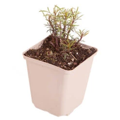 Coreopsis Verticillata 'Moonbeam' 9 Coreopsis Verticillata 'Moonbeam' -OWL Plant Shop 560891 3