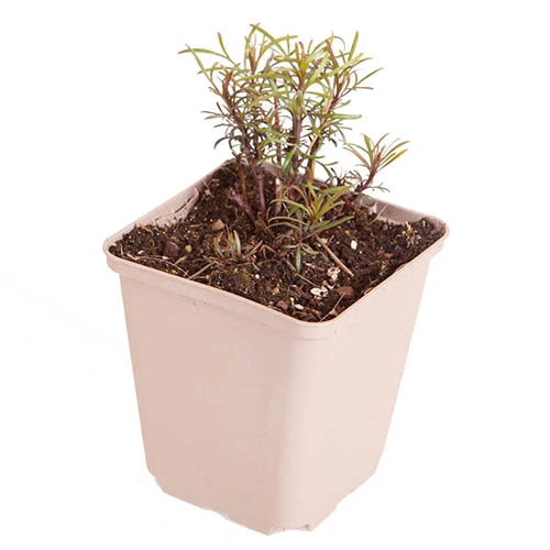 Coreopsis Verticillata 'Moonbeam' 6 Coreopsis Verticillata 'Moonbeam' - Image 4