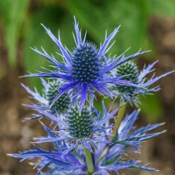 Eryngium 'Blue Hobbit'