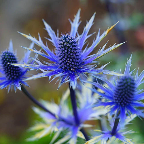 Eryngium 'Blue Hobbit' 5 Eryngium 'Blue Hobbit' - Image 3