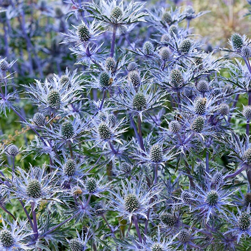 Eryngium 'Blue Hobbit' 6 Eryngium 'Blue Hobbit' - Image 4
