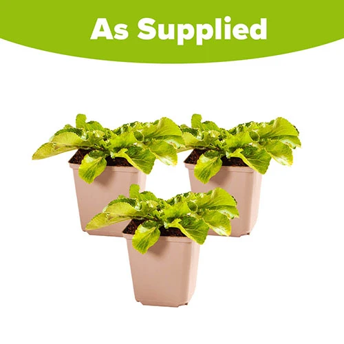 Eryngium 'Blue Hobbit' 7 Eryngium 'Blue Hobbit' - Image 5