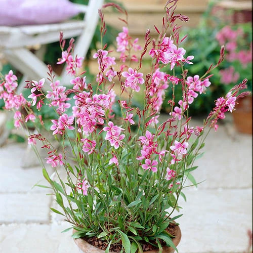 Gaura Lindheimeri 'Siskiyou Pink' 4 Gaura Lindheimeri 'Siskiyou Pink' - Image 2