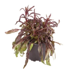 Gaura Lindheimeri 'Siskiyou Pink' 7 Gaura Lindheimeri 'Siskiyou Pink' -OWL Plant Shop 560898 2