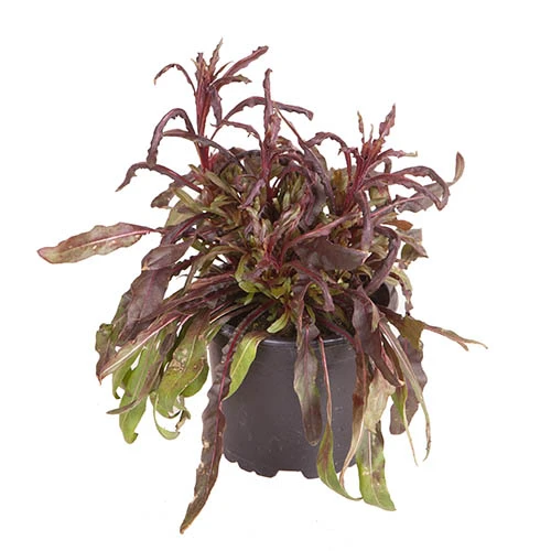 Gaura Lindheimeri 'Siskiyou Pink' 5 Gaura Lindheimeri 'Siskiyou Pink' - Image 3