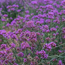 Verbena Bonariensis 7 Verbena Bonariensis -OWL Plant Shop 560910 2