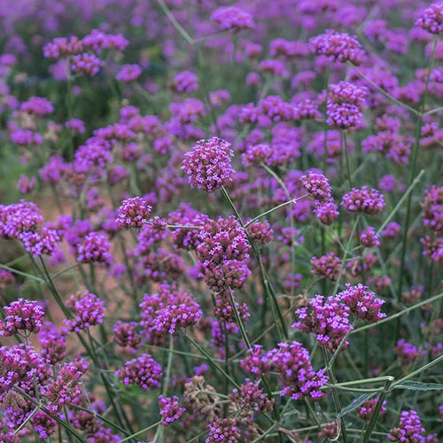 Verbena Bonariensis 5 Verbena Bonariensis - Image 3