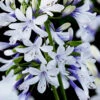 Agapanthus 'Fireworks' 2 Agapanthus 'Fireworks' -OWL Plant Shop 561027