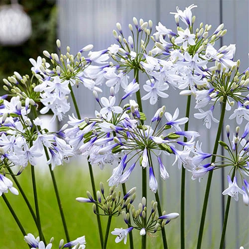 Agapanthus 'Fireworks' 4 Agapanthus 'Fireworks' - Image 2