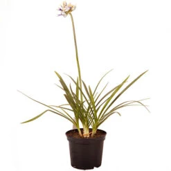 Agapanthus 'Fireworks' 8 Agapanthus 'Fireworks' -OWL Plant Shop 561027 2