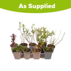 Hardy Perennial Plant Lucky Dip 13 Hardy Perennial Plant Lucky Dip -OWL Plant Shop 561046 5