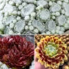 Sempervivum Mix 9cm X3 1 Sempervivum Mix 9cm X3 -OWL Plant Shop 561061