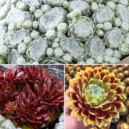 Sempervivum Mix 9cm X3 3 Sempervivum Mix 9cm X3