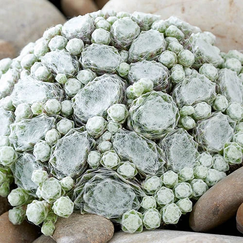 Sempervivum Mix 9cm X3 4 Sempervivum Mix 9cm X3 - Image 2