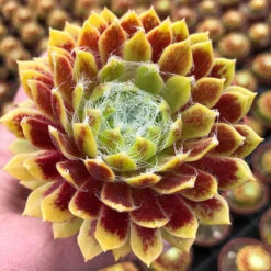 Sempervivum Mix 9cm X3 9 Sempervivum Mix 9cm X3 -OWL Plant Shop 561061 3