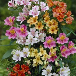 Alstroemeria Ligtu Hybrids