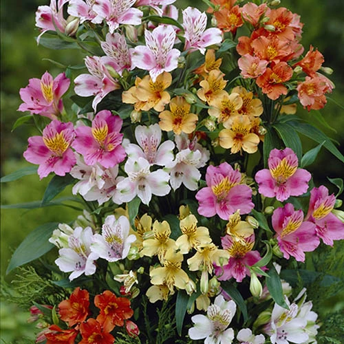 Alstroemeria Ligtu Hybrids 3 Alstroemeria Ligtu Hybrids