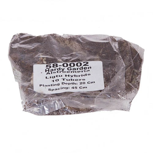 Alstroemeria Ligtu Hybrids 4 Alstroemeria Ligtu Hybrids - Image 2